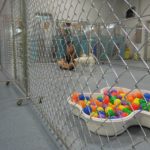 A woman sits on the floor inside a fenced kennel area with a white dog at a climate-controlled luxury boarding resort. In the foreground, a bone-shaped container is filled with colorful plastic balls, suggesting an upscale doggie day camp environment. -Stay & Play Pet Resort