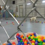 Two dogs play in a fenced indoor area with colorful plastic balls scattered on the floor. Nearby, two people stand watching. A bin filled with plastic balls sits in the foreground—perfect for guests at this top-rated pet boarding service. -Stay & Play Pet Resort